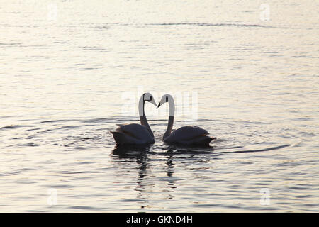 Weisser Schwan Rongcheng, Provinz Shandong, China Stockfoto