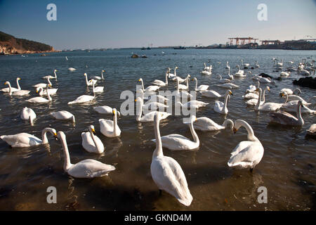 Weisser Schwan Rongcheng, Provinz Shandong, China Stockfoto