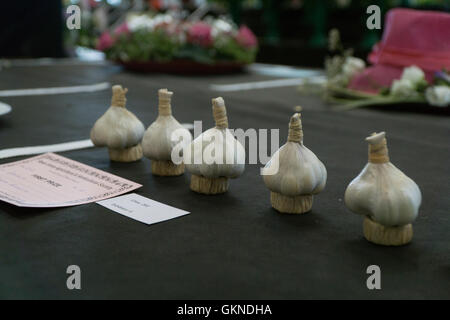 Knoblauch auf dem Display an einen jährlichen Sommer Horticultural show, Jersey, Kanalinseln, Stockfoto