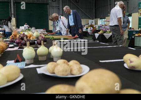 Gemüse auf dem Display an einen jährlichen Sommer Horticultural show, Jersey, Kanalinseln, Stockfoto