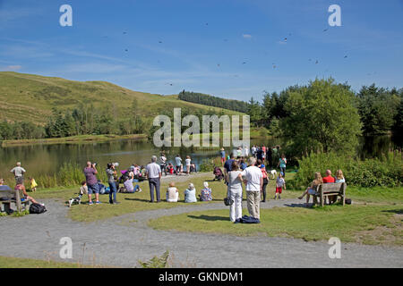 Scharen von Besuchern beobachten Rotmilane gefüttert Bwlch Nant Yr Arian Visitor Centre Ceredigion Mid Wales Stockfoto