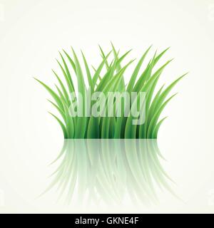 isolierte Darstellung Vektor Wiese Rasen Rasen grün weiße frische schöne beauteously schöne Blatt Stock Vektor