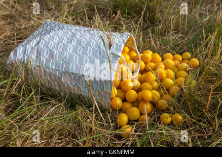 Gelbe Früchte Mirabelle Pflaume, die aus dem Beutel verschüttet Prunus domestica syriaca Stockfoto