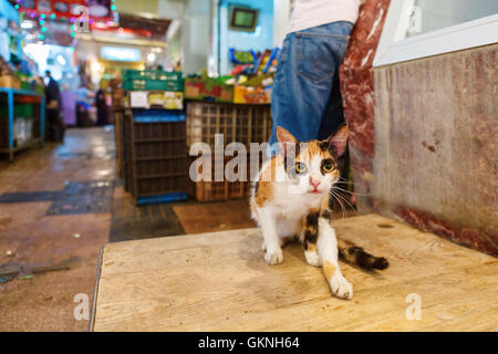 Katze im Souk, Marrakesch, Marokko Stockfoto