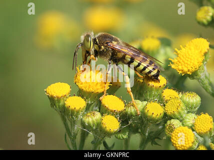 Europäischen Bembiks Rostrata grünäugige Sand Wespe. Nahrungssuche auf einer gelben Blume Stockfoto