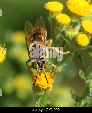 Europäischen Bembiks Rostrata grünäugige Sand Wespe. Nahrungssuche auf einer gelben Blume Stockfoto