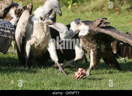 Rüppell Gänsegeier (abgeschottet Rueppellii) Gezänk über ein Stück Fleisch mit einer afrikanischen Weißrückenspecht Geier (abgeschottet Africanus) Stockfoto