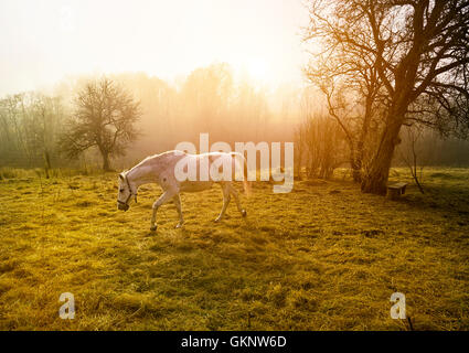 Schönen weißen Pferd Stockfoto