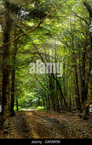 Dunklen Zauberwald. Herbstliche Waldlandschaft mit warmen Lichtstrahlen. Mistic Wald. Beskiden. Polen Stockfoto