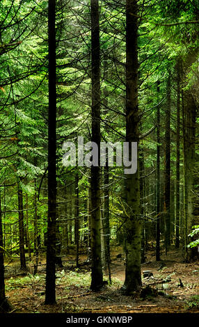 Dunklen Zauberwald. Herbstliche Waldlandschaft mit warmen Lichtstrahlen. Mistic Wald. Beskiden. Polen Stockfoto