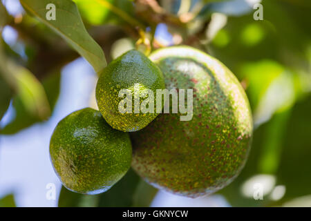 Mehreren Avocados an einem Baum in Kenia. Stockfoto