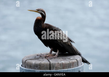 Australischer Darter (Anhinga novaehollandiae) auf einem Pfosten im Hafen von Sydney Stockfoto