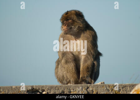 Berberaffe (Macaca Sylvanus) auf den Felsen von Gibraltar Stockfoto