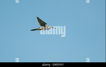 Gemeinsamen Kuckuck (Cuculus Canorus) im Flug Stockfoto