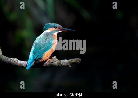 Eisvogel (Alcedo Atthis) auf einem Hochsitz Stockfoto