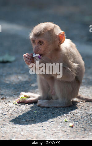 junge nördlichen Schwein-tailed Macaque (Macaca Leonina) im Nationalpark Khao Yai, Thailand Stockfoto