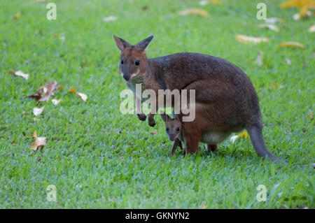 Rot-legged Pademelon (Thylogale Stigmatica) mit joey Stockfoto