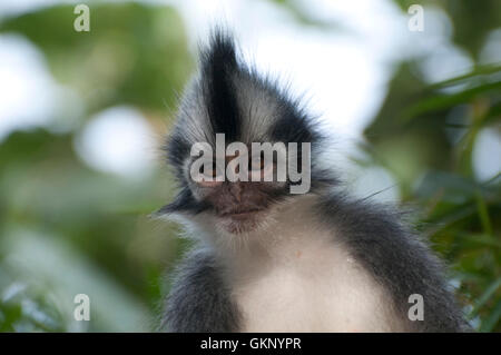 Thomas Blatt Affe (Presbytis Thomasi) in Bukit Lawang, Sumatra Stockfoto