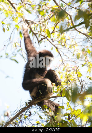 Erwachsenen weiß-handed Gibbon (Hylobates Lar) im Nationalpark Khao Yai, Thailand Stockfoto