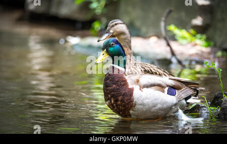 Bunte männlichen Drake Mallard eine Paarung Paares. Enten (Anas Platyrhynchos) hautnah am Ottawa River. Stockfoto