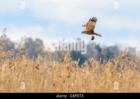 Rovfågel, Brun Kärrhök, erobert, Jagar, Vass, Sjö, Sork, Råtta, Flyger, Circus Aeruginosus, Raubvogel, Rohrweihe, Vogel, hun Stockfoto