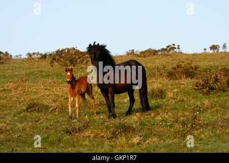 Dartmoor Ponys Roam kostenlos auf Moorland, harte winterhart kleine Pferde, die Leben auf dem Land das ganze Jahr rund um Wild & befreien können Stockfoto