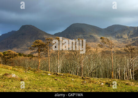 Trollabhal, Ainshval und Leac a'Chaisteil in den Coullin Bergen, von Glen Harris, Isle of Rum, Inneren Hebriden, Schottland Stockfoto