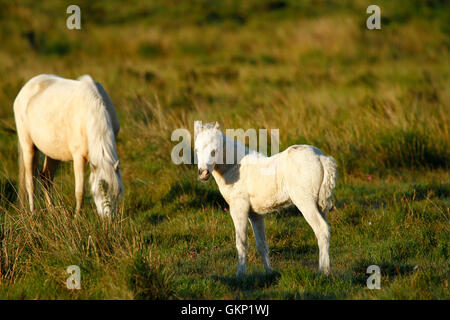 Dartmoor Ponys Roam kostenlos auf Moorland, harte winterhart kleine Pferde, die Leben auf dem Land das ganze Jahr rund um Wild & befreien können Stockfoto