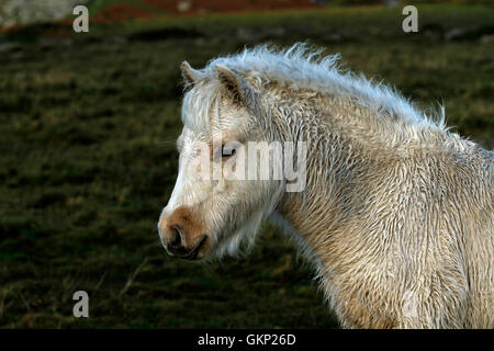 Palomino Dartmoor Hügel Baby Pony, Fohlen, Regen durchnässt roaming wild & kostenlos auf das Hochmoor Stockfoto