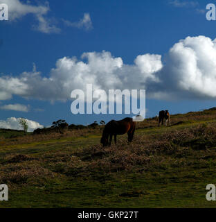 Dartmoor Ponys Roam kostenlos auf Moorland, harte winterhart kleine Pferde, die Leben auf dem Land das ganze Jahr rund um Wild & befreien können Stockfoto