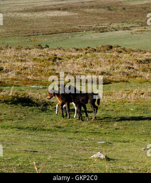 Trio von Fohlen spielen, gemeinsam Spaß haben & Freundschaften an Spielzeit auf der riesigen offenen robuste Moorlandschaften von Dartmoor Stockfoto