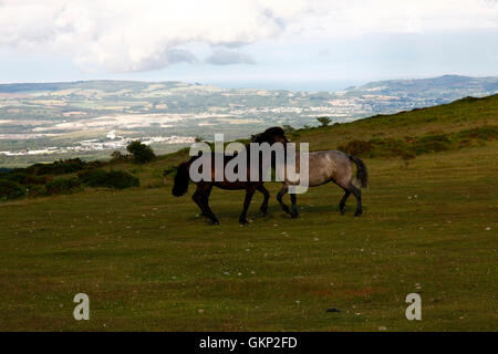 Dartmoor Ponys spielen auf HayTor Down mit einer fantastischen Aussicht der Lyme Bay im Hintergrund Teil der Jurassic Coast Stockfoto