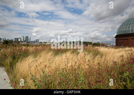 Greenwich, London, UK. 21. August 2016, verschiedene Gräser durch die Cutty Sark in Greenwic Credit: Keith Larby/Alamy Live News Stockfoto