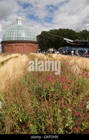 Greenwich, London, UK. 21. August 2016, verschiedene Gräser durch die Cutty Sark in Greenwic Credit: Keith Larby/Alamy Live News Stockfoto