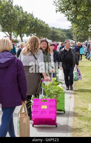 Versierte Käufer, Southport, Merseyside, England. 21. August 2016: wie das gute Wetter über der Southport Flower Show zurück, die Massen strömen in denn der heutigen großen Ausverkauf.  Die fantastischen vier Tag Gartenbau Event geht zu Ende am späten Nachmittag mit Schnäppchen in Hülle und Fülle zu gewinnen.  Vom Handwerk waren und Kleidung zu den exotischsten Pflanzen ist es wirklich für jeden etwas dabei.  Kinder werden von "Sonny & Regenbogen" unterhalten, wie Eltern prosecco in der Sonne genießen können.  Bildnachweis: Cernan Elias/Alamy Live-Nachrichten Stockfoto