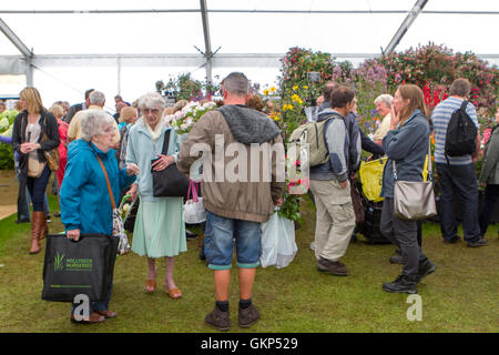 Versierte Käufer, Southport, Merseyside, England. 21. August 2016: wie das gute Wetter über der Southport Flower Show zurück, die Massen strömen in denn der heutigen großen Ausverkauf.  Die fantastischen vier Tag Gartenbau Event geht zu Ende am späten Nachmittag mit Schnäppchen in Hülle und Fülle zu gewinnen.  Vom Handwerk waren und Kleidung zu den exotischsten Pflanzen ist es wirklich für jeden etwas dabei.  Kinder werden von "Sonny & Regenbogen" unterhalten, wie Eltern prosecco in der Sonne genießen können.  Bildnachweis: Cernan Elias/Alamy Live-Nachrichten Stockfoto