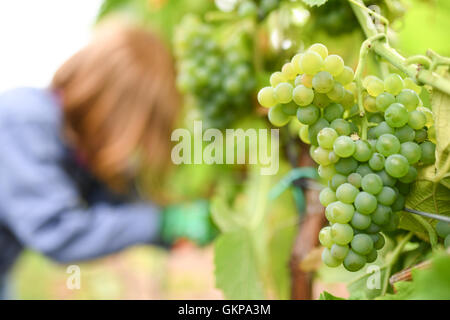 Des Typs "Solaris" früh reifenden Trauben hängen an einer Rebe im Weinberg des Vereins Winzer Weinbiet in Neustadt ein der Weinstraße, Deutschland, 22. August 2016. Die offizielle Traube sammeln in Deutschland begann mit der Ernte der ersten Trauben für Federweisse. Foto: Uwe Anspach/dpa Stockfoto