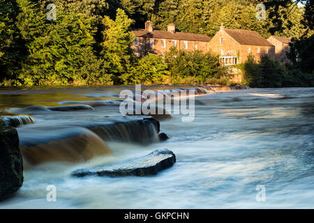 Barnard Castle, Teesdale, County Durham UK. Montag, 22. August 2016.  Großbritannien Wetter.  Wunderbare späten Abendlicht beleuchtet Erziehungsunterrichten Mühle am Fluss Tees nach Starkregen früher in den Tag Pegelstände der Flüsse steigen in Nordengland verursacht. Bildnachweis: David Forster/Alamy Live-Nachrichten Stockfoto