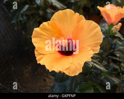 eine schöne Blume aus der Familie Hibiscus ist dies gelb Stockfoto