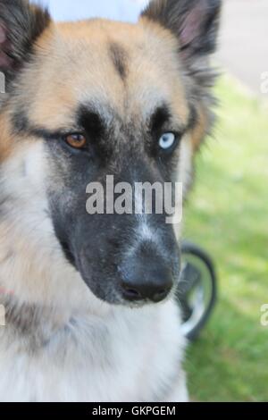 Deutscher Schäferhund elsässischen Hund mit zwei verschieden farbigen Augen Stockfoto