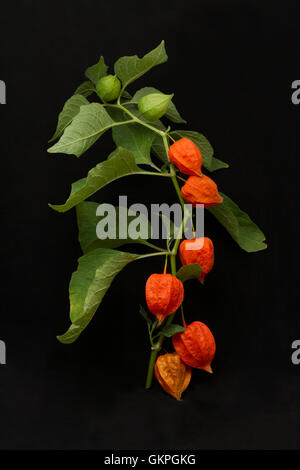 Der Zweig der Physalis auf schwarzem Hintergrund Stockfoto