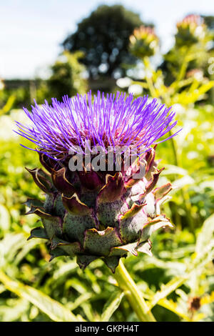 Violette Artischocke, Karde (Cynara Cardunculus) wächst in einem Garten. Stockfoto