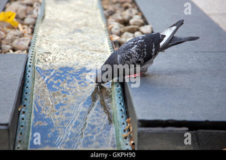 Taube Trinkwasser aus einem Brunnen (Canary Wharf, London, UK) Stockfoto