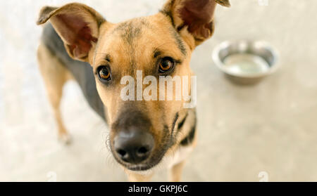 Hundenapf ist ein neugierig Hund suchen und warten gespannt auf eine Mahlzeit in seine Schale. Stockfoto