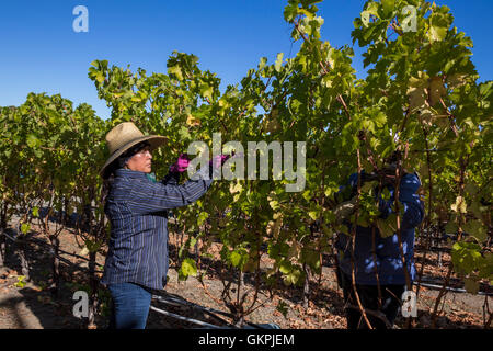 Weingut, Weinberg der Arbeitnehmer Arbeitnehmer, beschneiden Weinreben, Diamond Berg, Checkerboard Weinberge, Calistoga, Napa Valley, Kalifornien Stockfoto