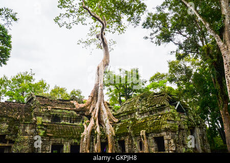 Alte Konstruktion aus Stein und Baum Wurzeln, Tempelruinen Ta Prohm, Angkor, Kambodscha Stockfoto