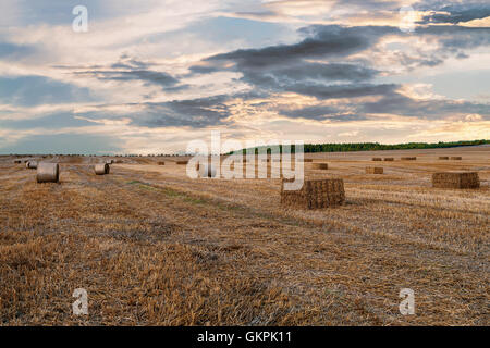 geernteten Feld mit Strohballen mit Abendsonne und dramatischer Himmel, Sommer Landwirtschaft Konzept, Tschechische Republik Stockfoto