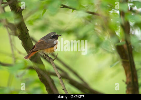 Gartenrotschwanz / Gartenrotschwanz (Phoenicurus Phoenicurus), bunte männlich, thront auf einem Ast im grünen Büschen. Stockfoto