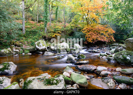 Herbst auf dem Fluß Plym, wie es durch den Wald bei Dewerstone auf Dartmoor National Park in Devon fließt Stockfoto