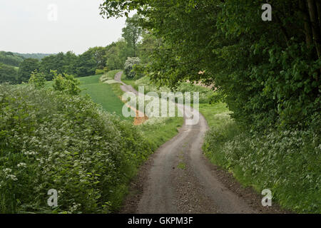 Feldweg, Fußweg mit blühenden Kuh Petersilie, Pflanzen und Bäumen in junges Blatt, Berkshire, Juni Stockfoto